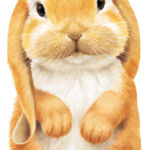 Little Animals Bunny