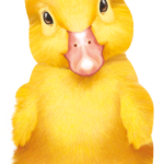 Little Animals Duckling